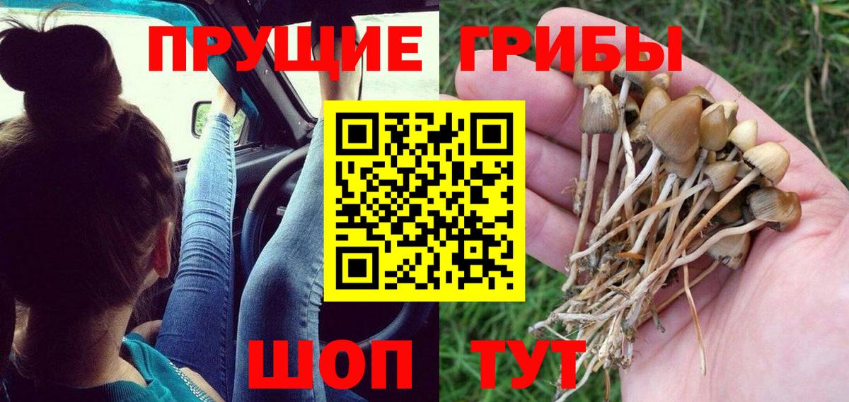Псилоцибиновые грибы прущие грибы  Вход с VPN  Псилоцибиновые грибы GOLDEN TEACHER  Чебаркуль 